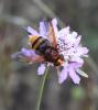 Volucella zonaria
